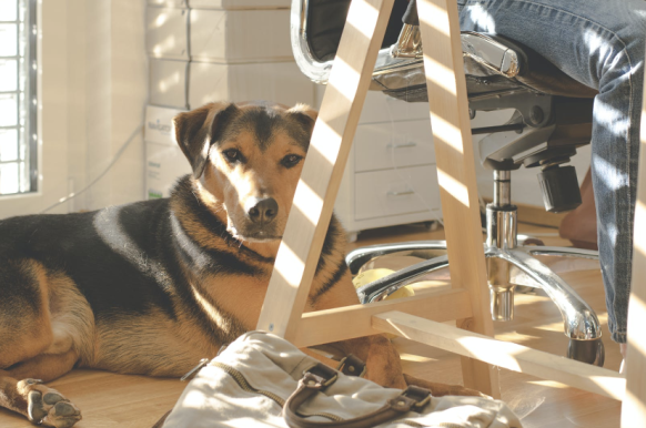 a dog sits under a desk in bright sunlight